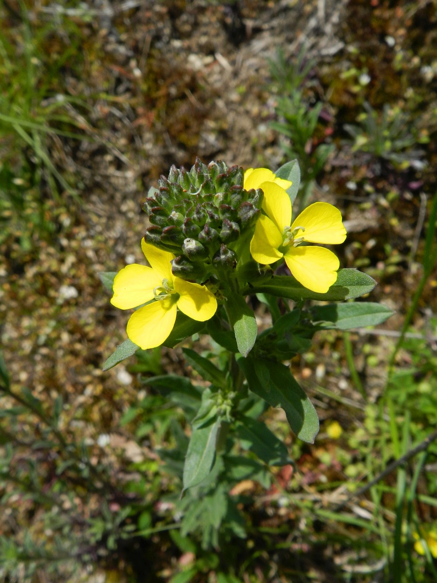 Erysimum virgatum